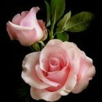 تصویر پروفایل P.HOSSEINZADEH : کارشناس مشاوره و کارشناس ارشد روان شناسی شخصیت